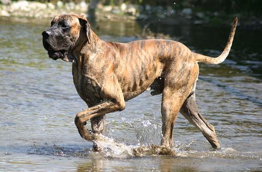 mz00002h1-dogge.jpg