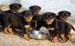 rotweiler-puppies701.jpg